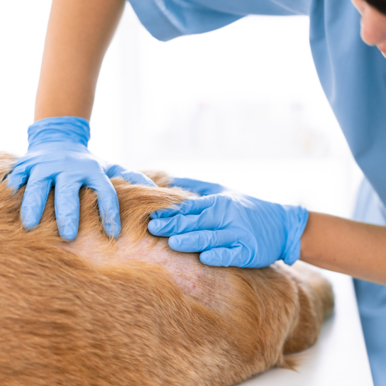 Veterinary Dermatology Oakland Dermatology for Animals