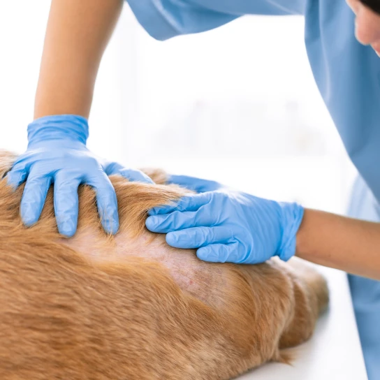 Veterinary Dermatology Tucson Dermatology for Animals