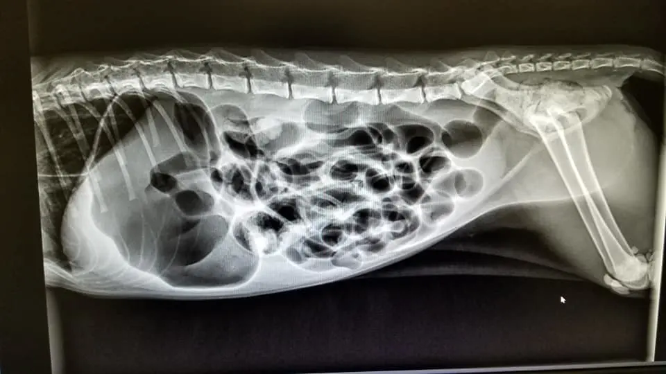 Examination of the intestines of Margot the kitten