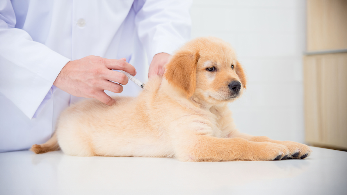 puppy getting a vaccine from a vet