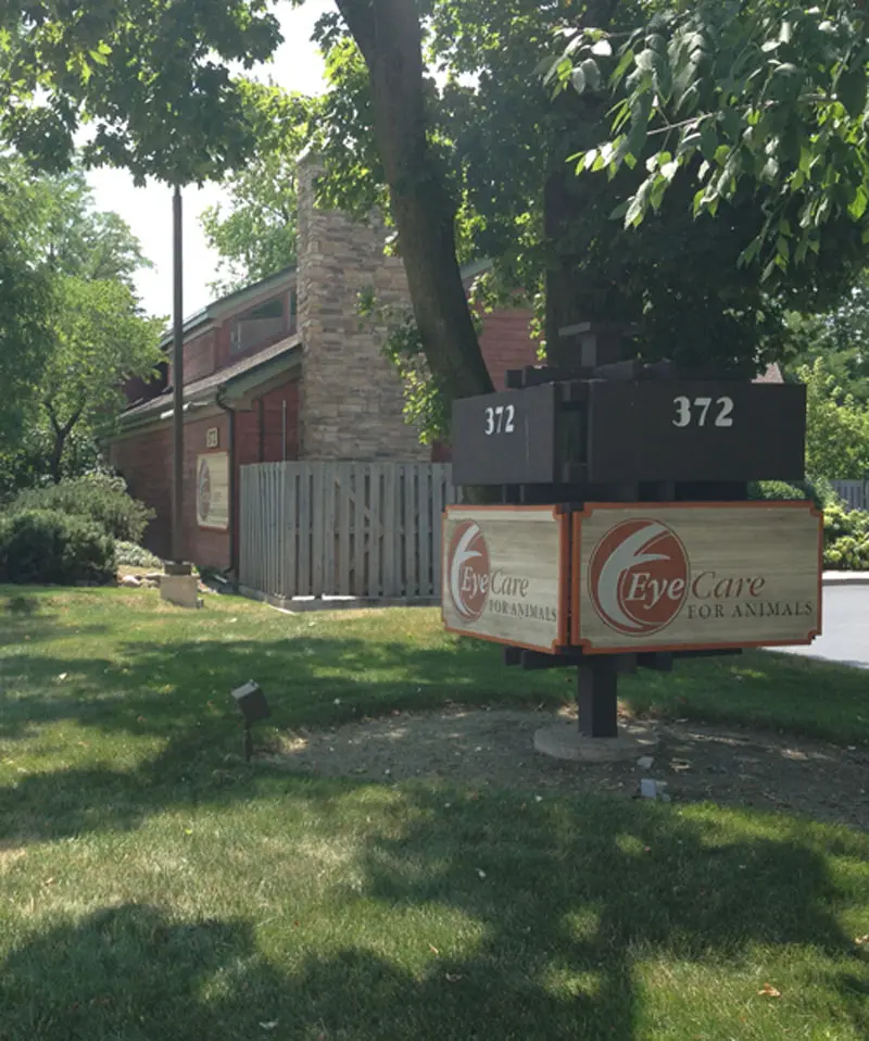 Veterinary Ophthalmology Wheeling, IL Eye Care for Animals