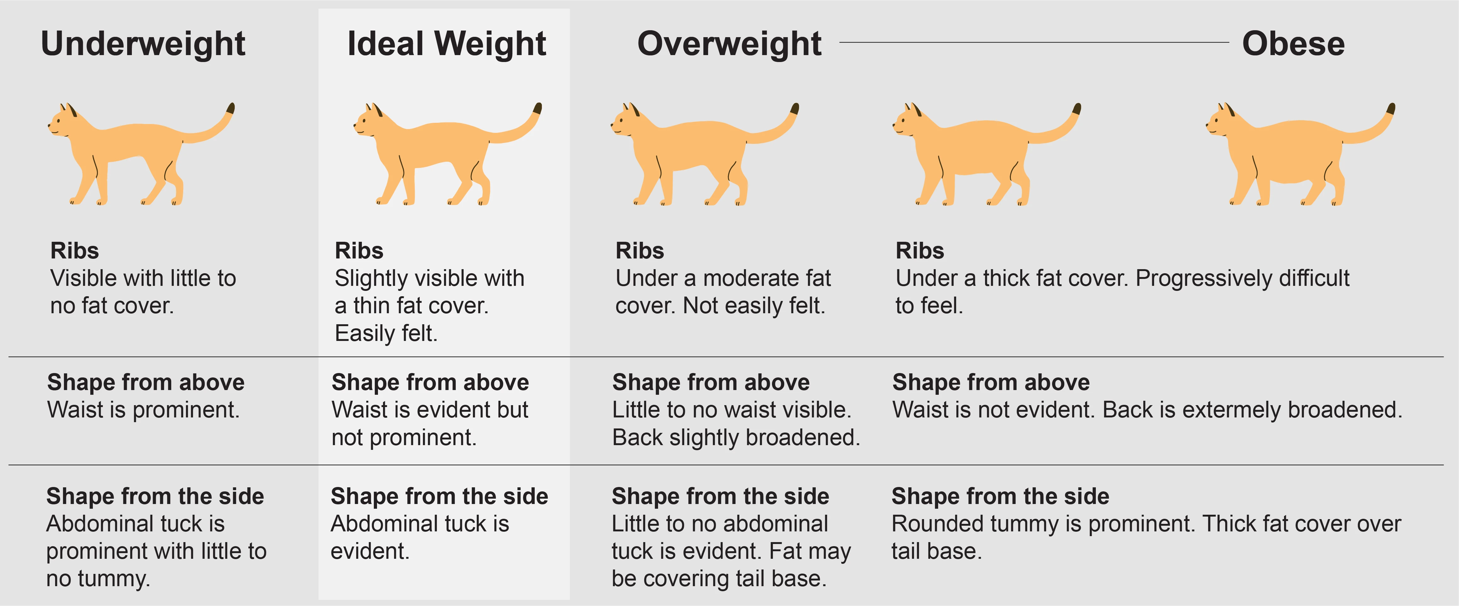 Average Cat Weight: How Heavy Should Your Cat Be?