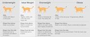 Obese Cat