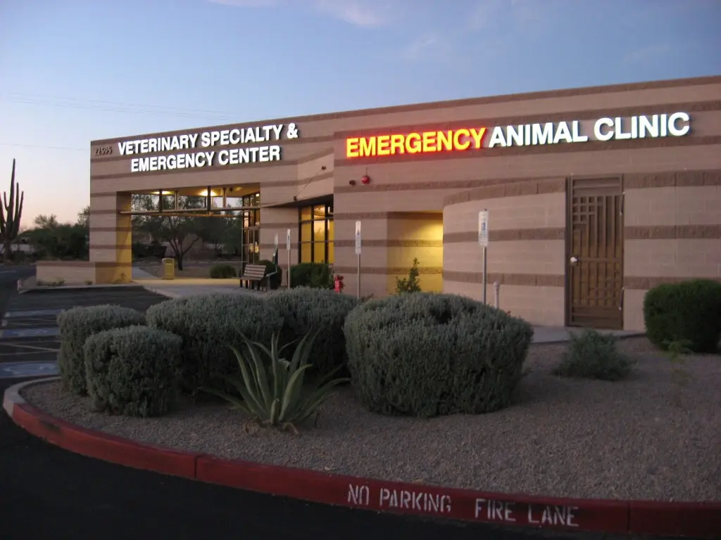 Veterinary Ophthalmology Scottsdale AZ Eye Care for Animals