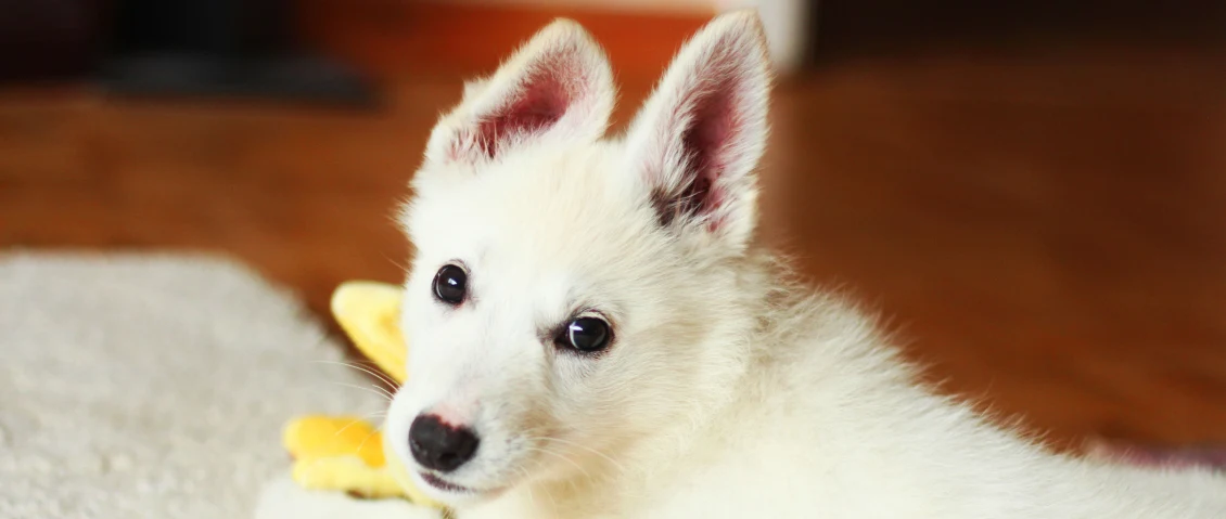 white dog laying on the floor