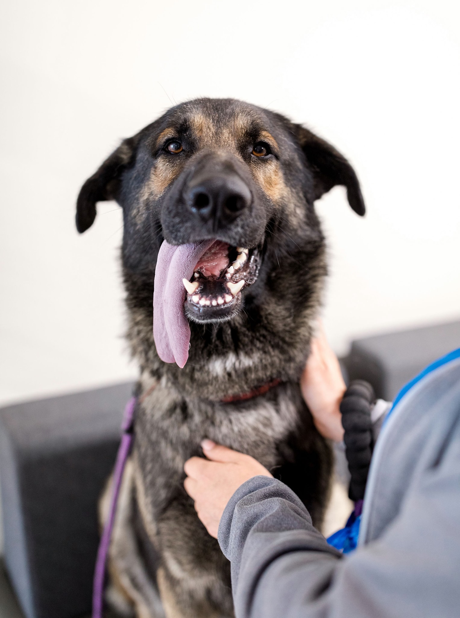 Access Specialty Animal Hospitals