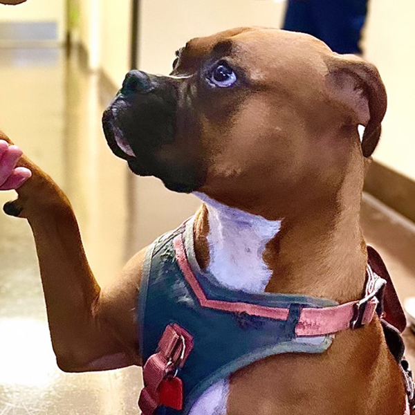 Veterinary Oncology San Fernando Valley | Veterinary Cancer Group