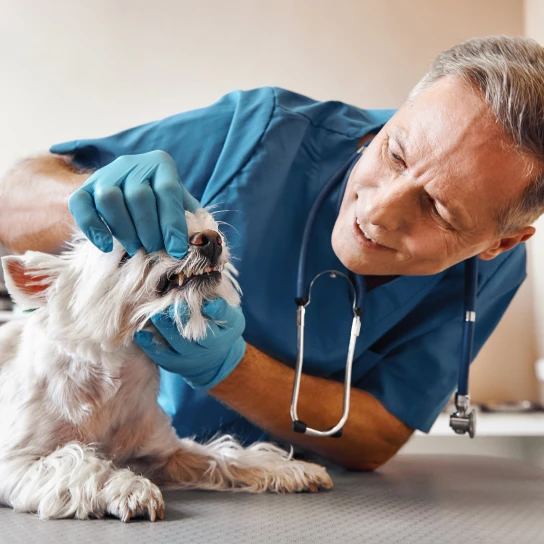 AZ Veterinary Dental Specialists Peoria