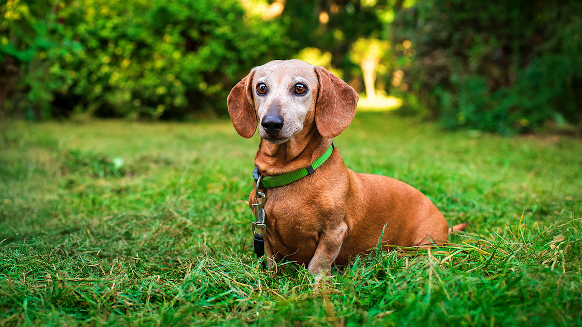 small brown dog standing in grass