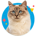 Cat in blue circle