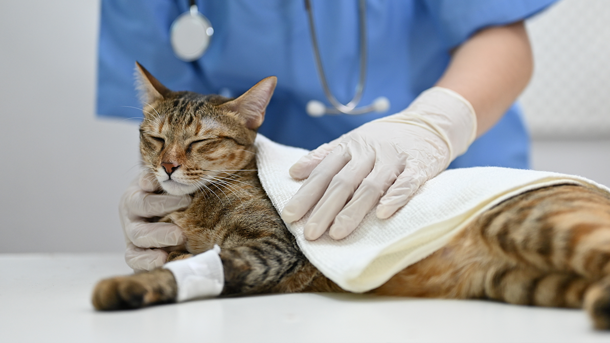 Life Stages Web Article Adult Cat Spay Neuter 