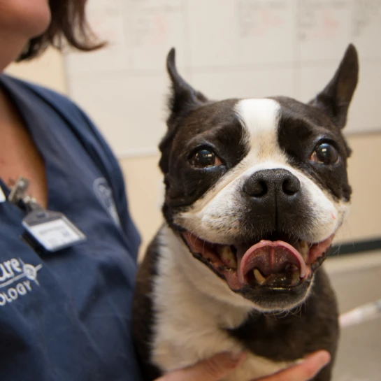 PetCure Oncology San Jose