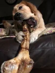 VIP Spotlight: Bradley the second the dog playing with massive bone