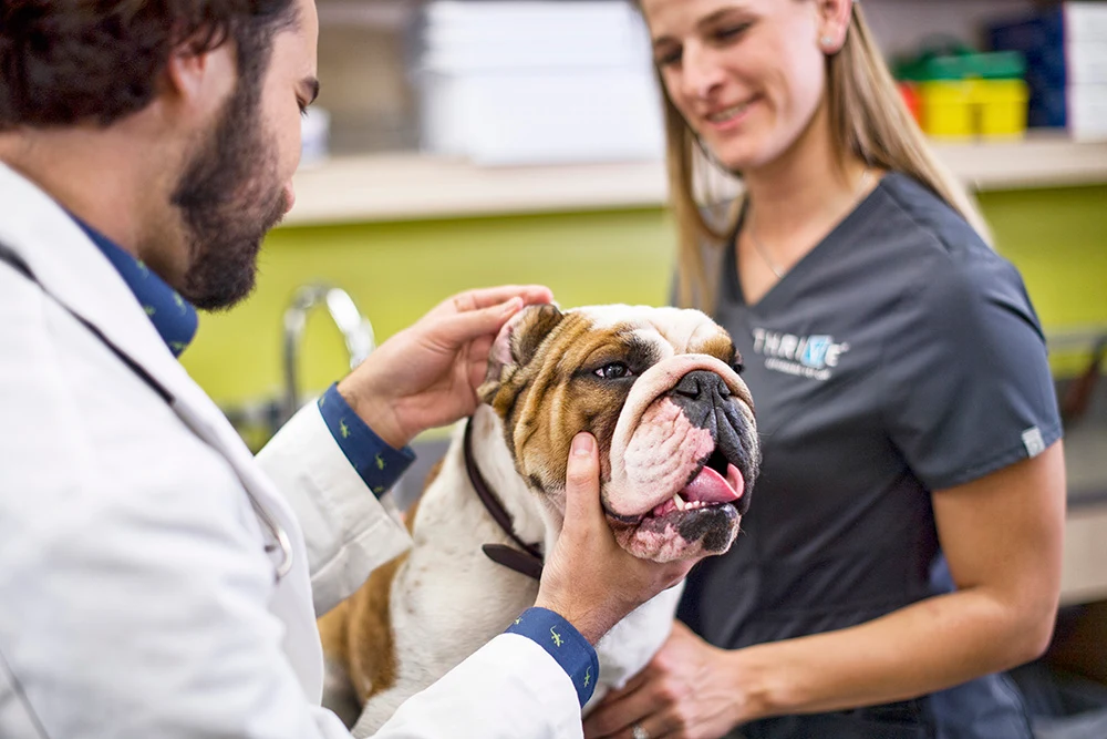 Bulldog groomed and ears checked while veterinarian checks ear