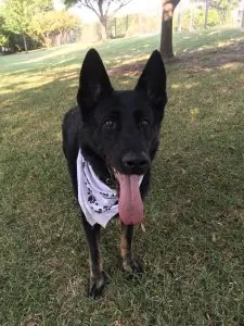 Hugo Boss simpson the dog with tongue sticking out and white bandana on