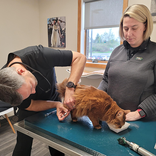 A cat's view veterinary sales hospital