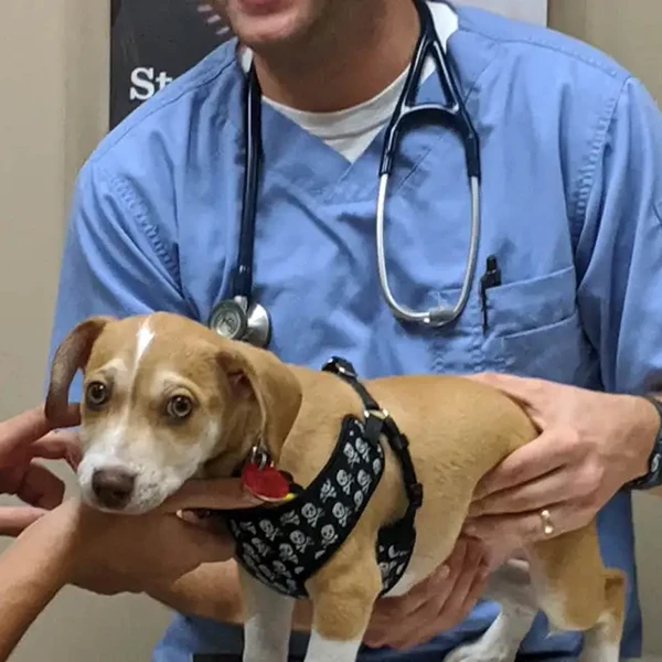 The Pet Hospitals Houston Levee & Macon