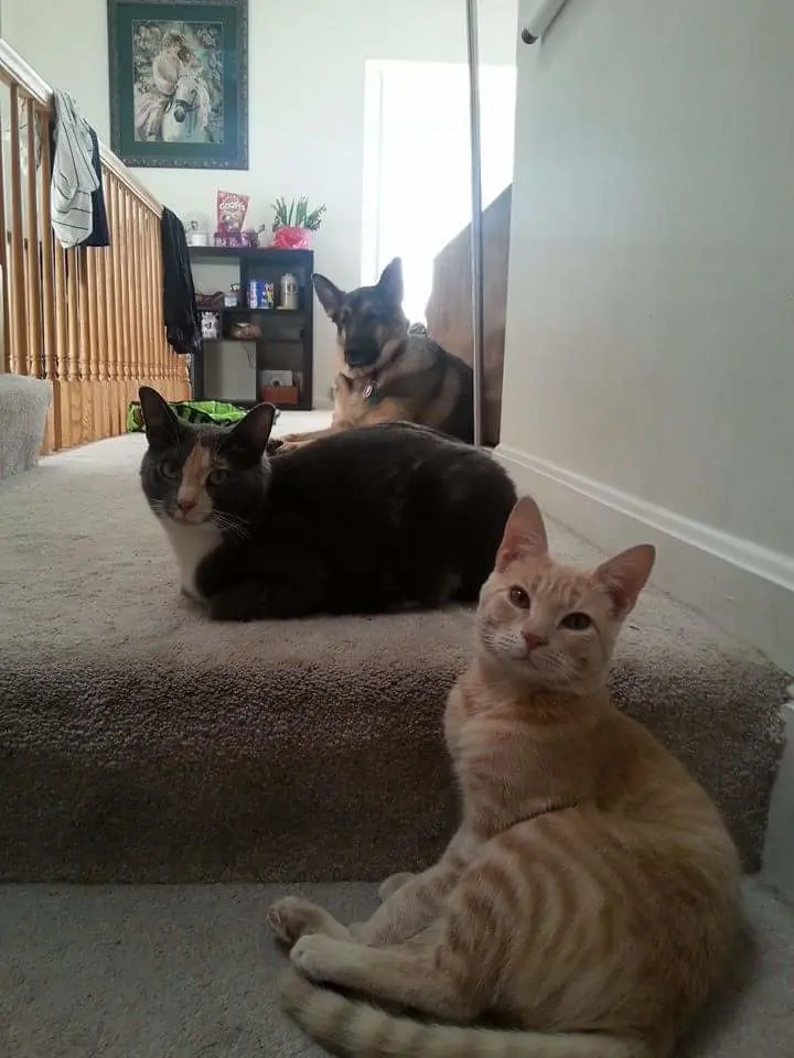 VIP Spotlight: Thor, Loki, and Odin the dogs and cats all staring at camera in hallway