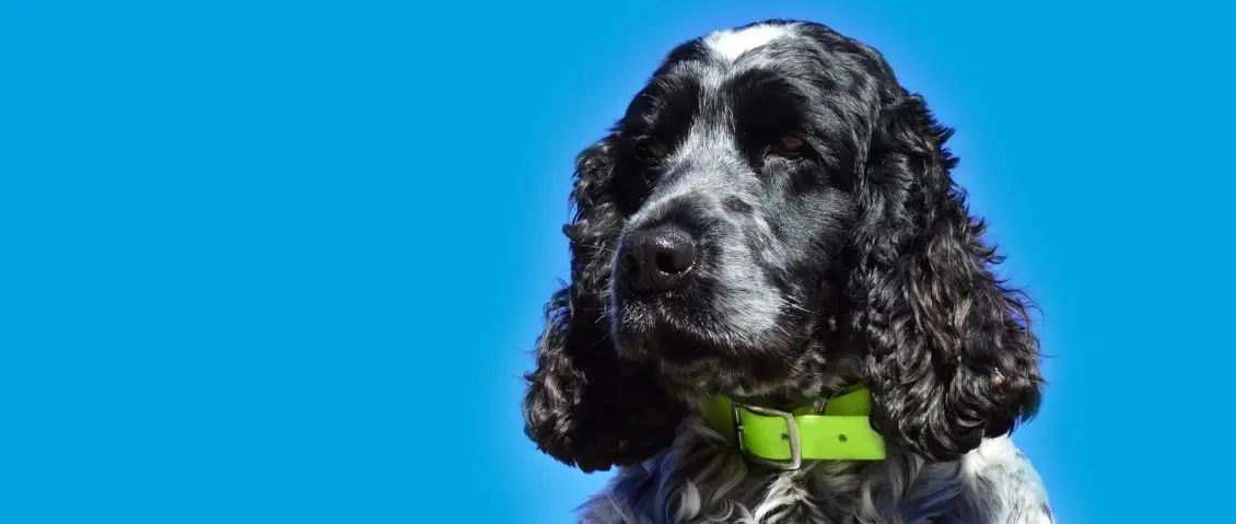 black dog with a green collar