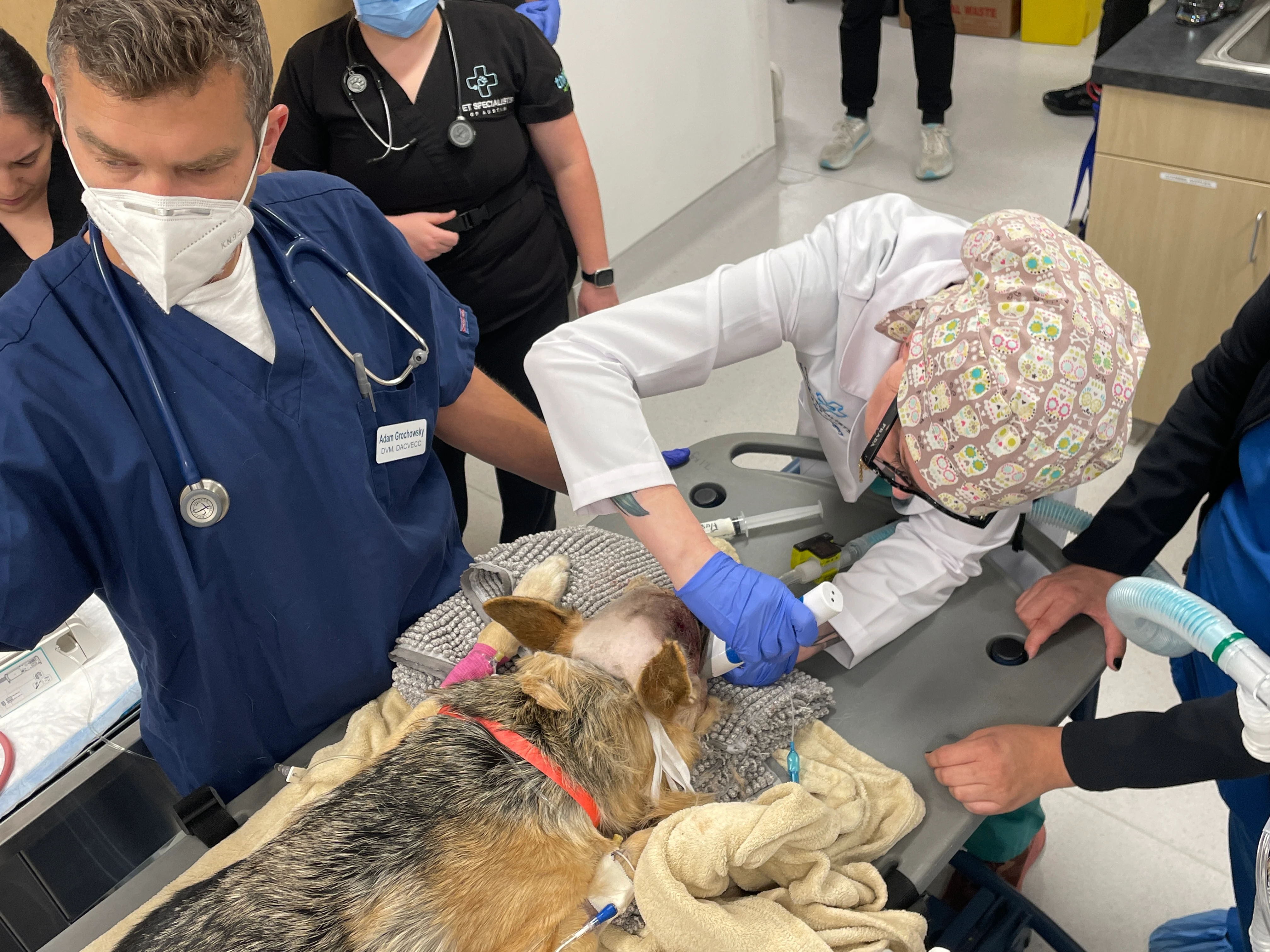 The skilled team at Pet Specialists of Austin prep Luna for surgery