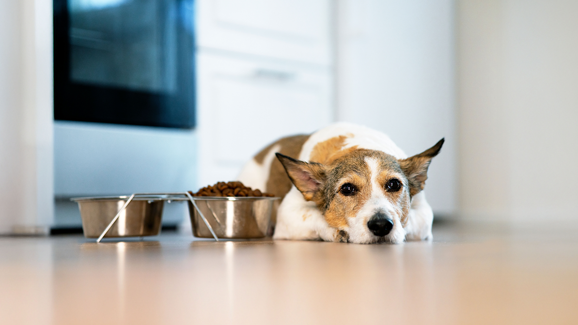 dog laying next to food bowl