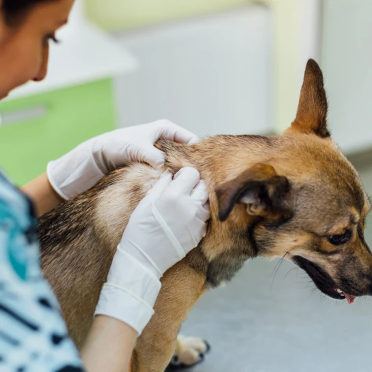 Veterinary Dermatology Tucson Dermatology for Animals