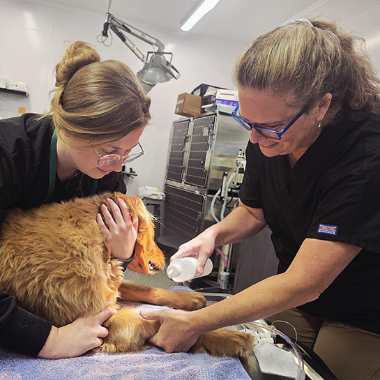 Millcreek Animal Hospital