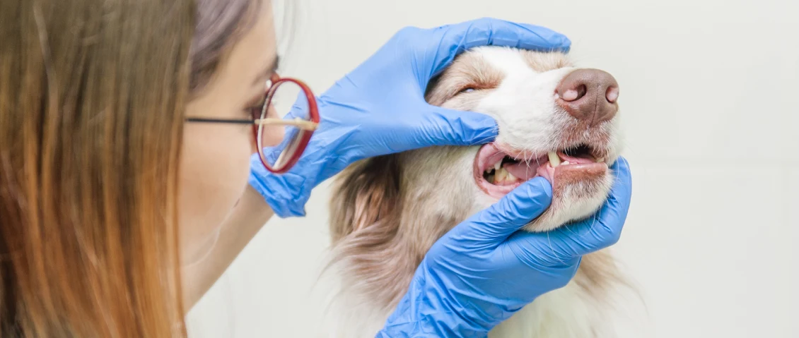 What Is A Pet Dental Cleaning? | Thrive Pet Healthcare