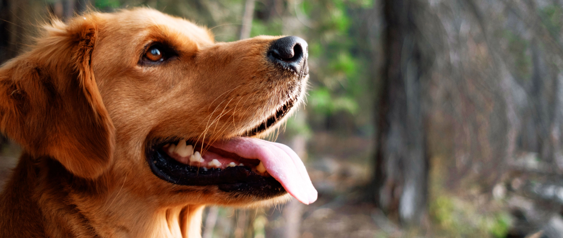 Is It Dog Breath Or Dental Disease Thrive Pet Healthcare