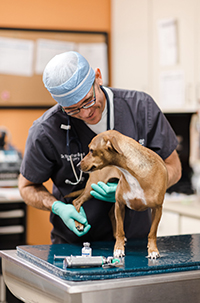 Access Specialty Animal Hospitals
