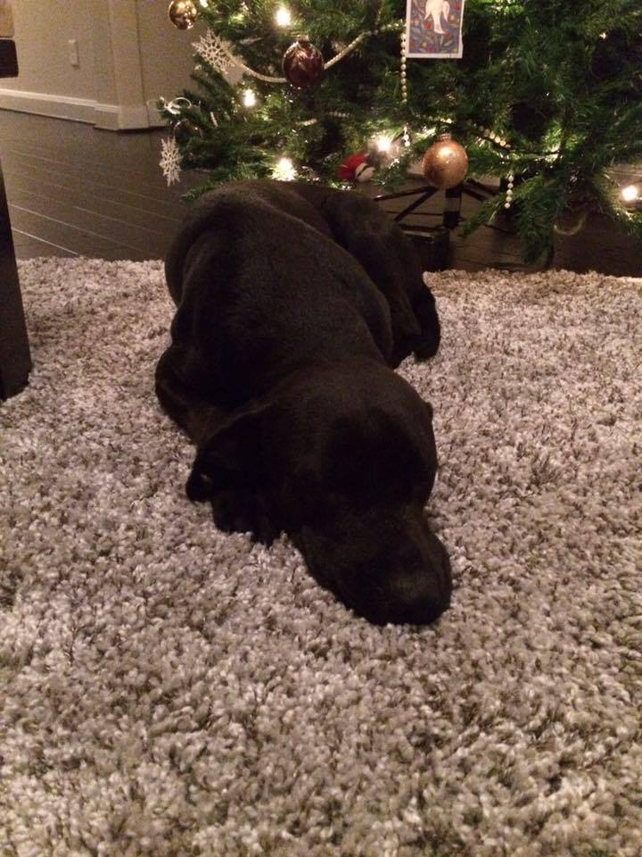 Duke the all black dog laying on carpet and sleeping