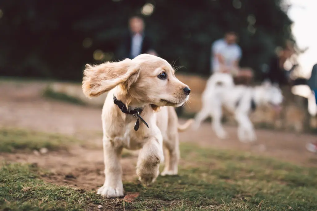 How to Clicker Train Your Dog