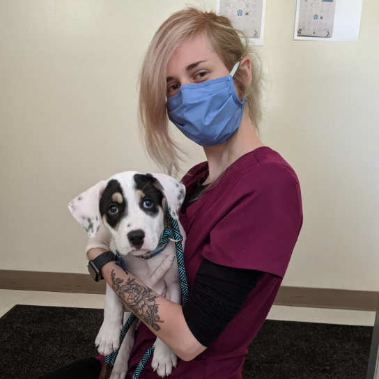 Carlson Animal Hospital Thrive Pet Healthcare