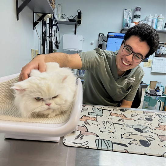 Offshore Animal Hospital