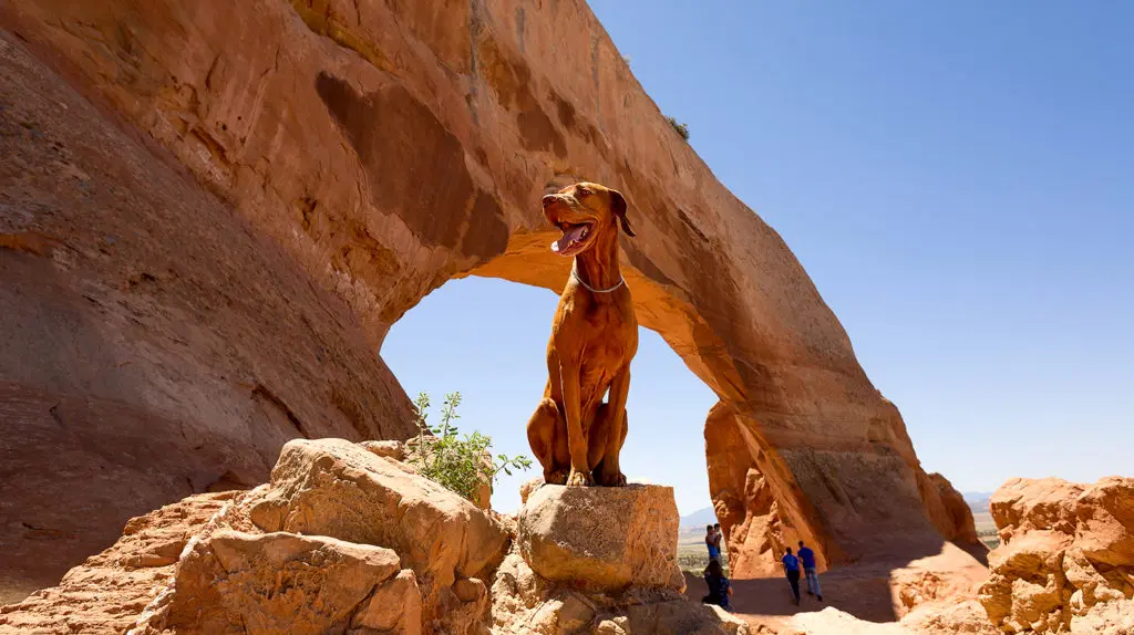 Skinny dog staring excitedly to the side with background of desert rock arch