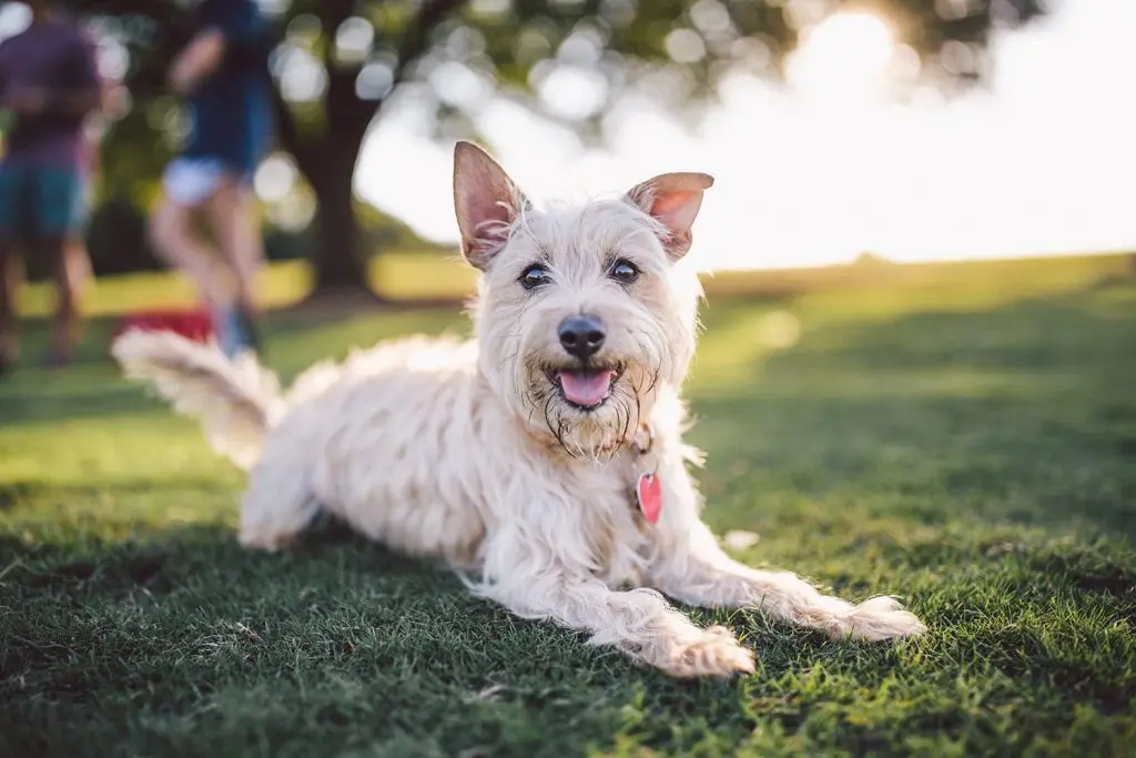 Smiling small dog with sun glaring in the background beaming at the camera