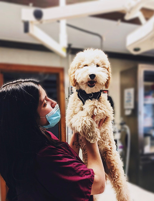 Thrive Pet Healthcare | Veterinary Clinics