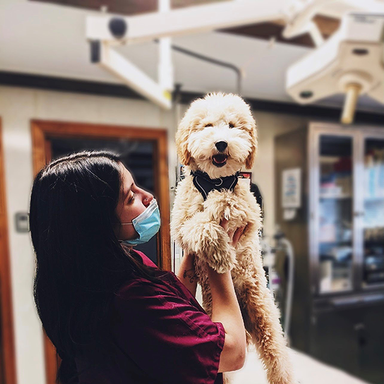 Main Street Animal Hospital Thrive Pet Healthcare