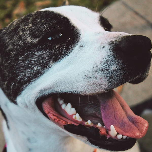 The Pet Dental Clinic