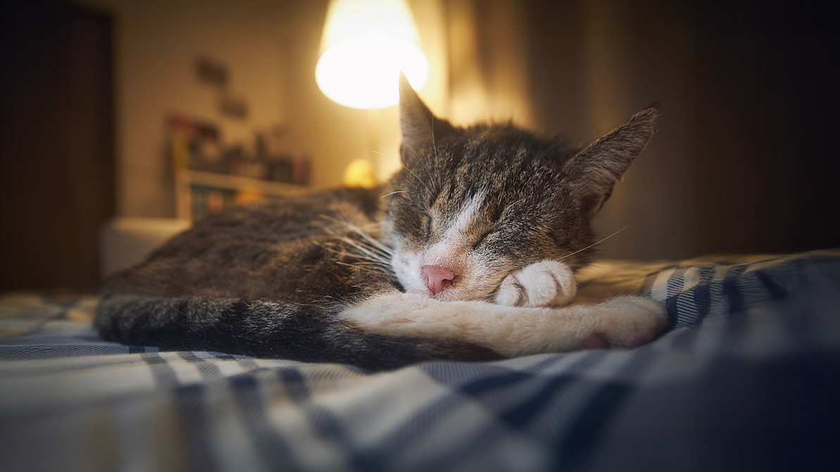 Q1 2026 Life Stages Web Article Senior Cat Chronic Pain IMAGE