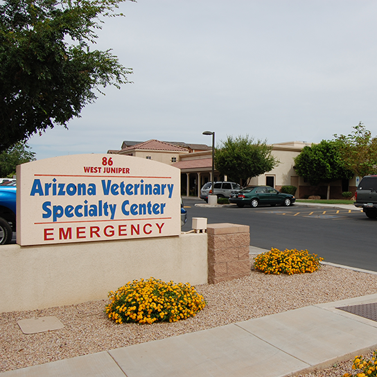 Dermatology for Animals - Gilbert