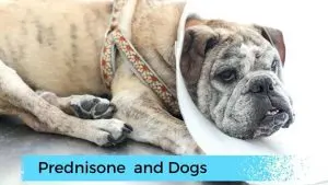 Bulldog with cone on highlighting prednisone and dogs