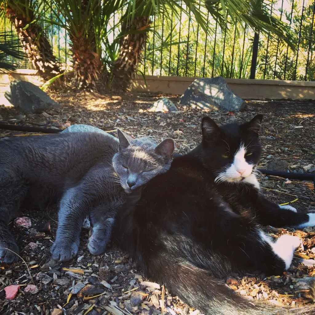 Lomer and Noodles the cats laying around outside