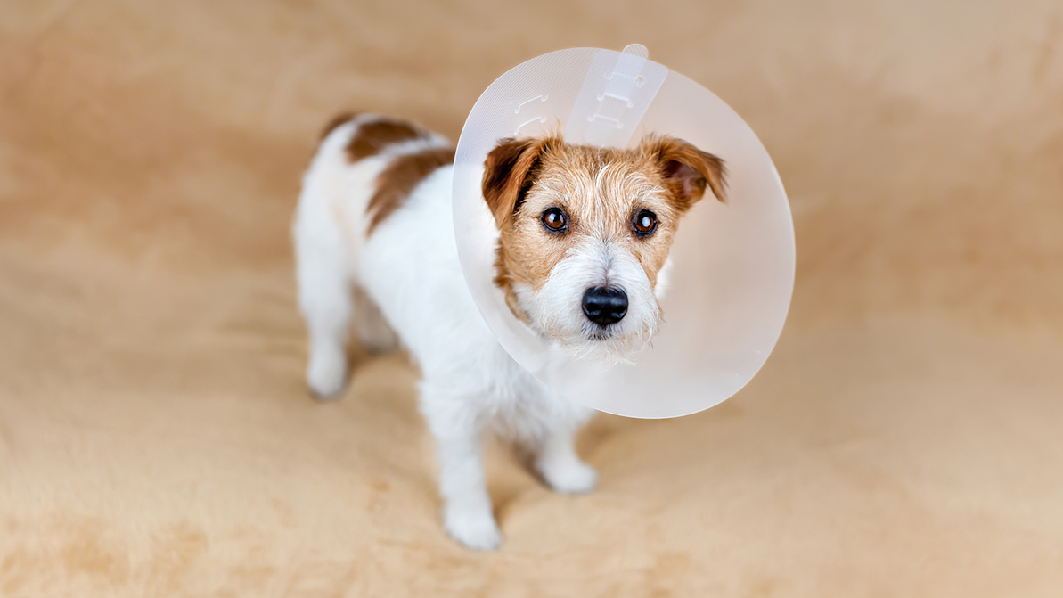 Life Stages Web Article Puppy Spay Neuter 