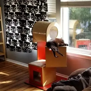 Fritti "velcro" tailsucker the cat playing in tall cat tree