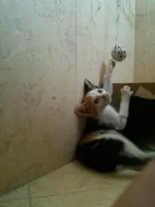VIP Spotlight: Roberta clementina cat clawing at toy