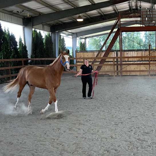 Pilchuck Veterinary Hospital - Equine