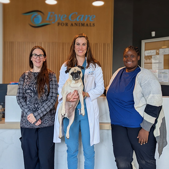 Eye Care For Animals - Philadelphia 