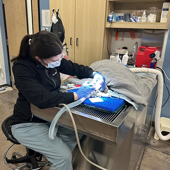 Forest View Animal Hospital