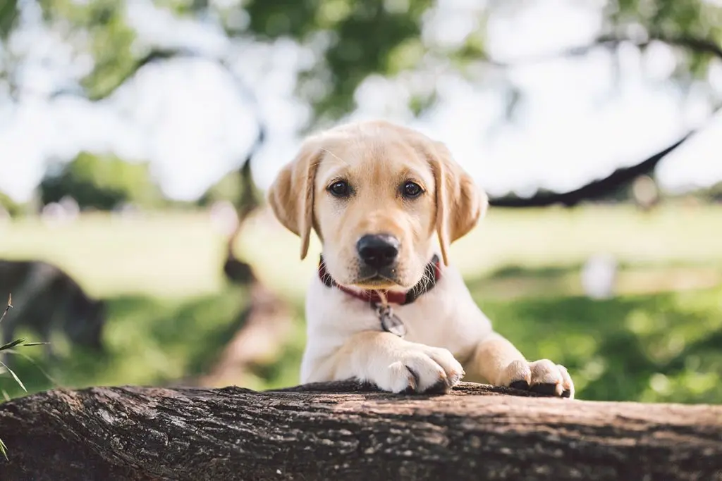 Labrador puppy standing with paws on log and staring at camera